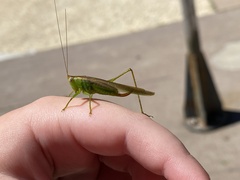 Conocephalus fasciatus