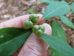 Ditrysinia fruticosa