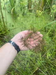 Cyperus odoratus