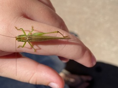 Conocephalus fasciatus