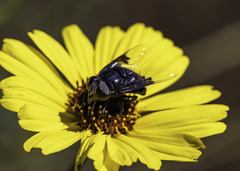 Copestylum mexicanum