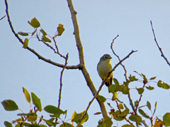 Vireo solitarius