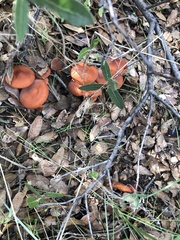 Lactarius subserifluus