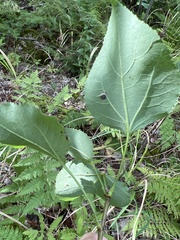 Populus tremuloides