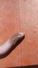 Amphisbaena darwinii