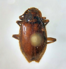 Endomychidae