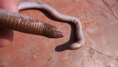 Amphisbaena darwinii
