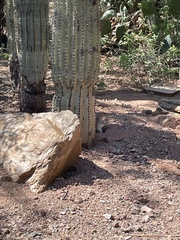 Xerospermophilus tereticaudus