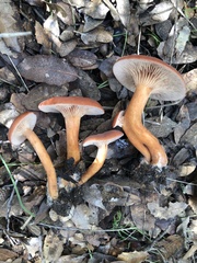 Lactarius subserifluus
