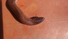 Amphisbaena darwinii