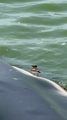 Actitis macularius