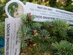 Zeiraphera canadensis