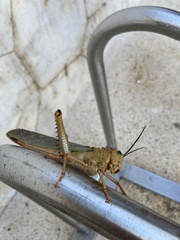Tropidacris cristata