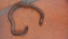 Amphisbaena darwinii