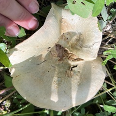 Lactarius deliciosus