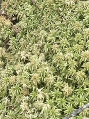 Sphagnum palustre