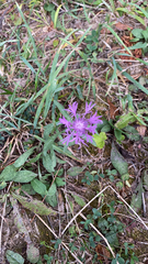 Centaurea jacea