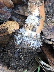 Lactarius subserifluus