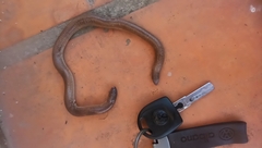 Amphisbaena darwinii