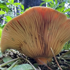 Lactarius deliciosus