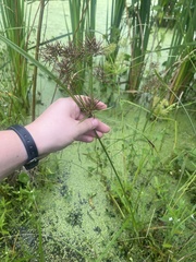 Cyperus odoratus
