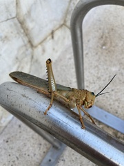 Tropidacris cristata