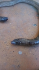 Amphisbaena darwinii