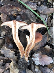 Lactarius subserifluus