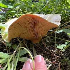 Lactarius deliciosus