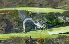 Ischnura perparva