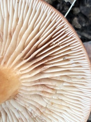 Lactarius subserifluus