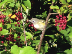 Vireo solitarius