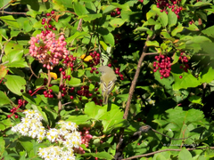 Vireo solitarius
