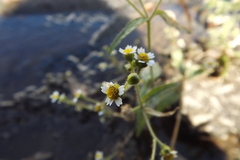 Galinsoga parviflora