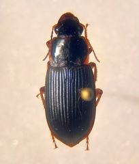 Harpalinae
