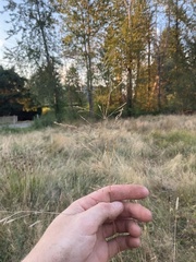 Agrostis capillaris