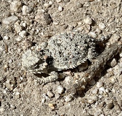 Phrynosoma blainvillii