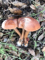 Lactarius subserifluus