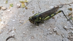 Schistocerca obscura