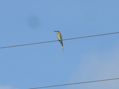 Merops superciliosus