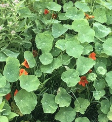 Tropaeolum majus