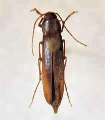 Serropalpus