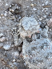 Phrynosoma blainvillii