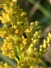 Olibrus