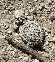 Phrynosoma blainvillii