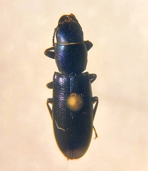Temnoscheila