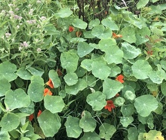 Tropaeolum majus