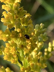 Olibrus