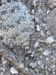 Phrynosoma blainvillii