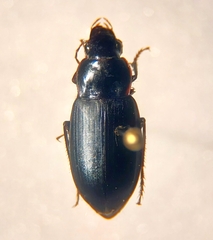 Harpalinae